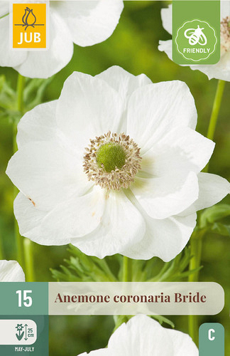 X 15 ANEMONE CORONARIA BRIDE