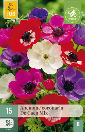 X 15 ANEMONE CORONARIA DE CAEN MIX VJ