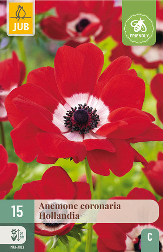X 15 ANEMONE CORONARIA HOLLANDIA VJ