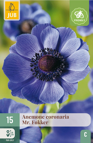 X 15 ANEMONE CORONARIA MR. FOKKER VJ