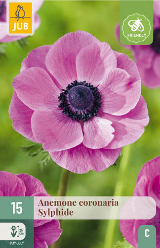X 15 ANEMONE CORONARIA SYLPHIDE VJ