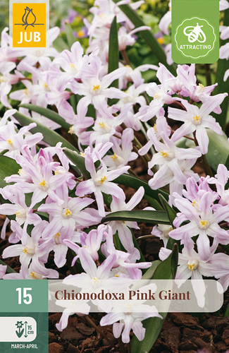 X 15 CHIONODOXA PINK GIANT