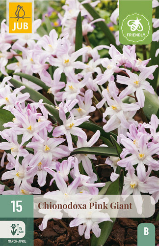 X 15 CHIONODOXA PINK GIANT