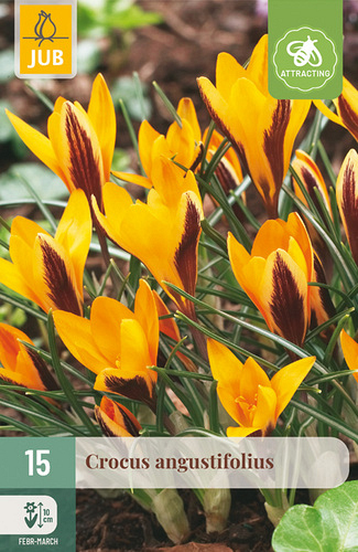 X 15 CROCUS ANGUSTIFOLIUS