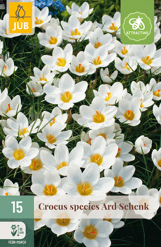 X 15 CROCUS ARD SCHENK