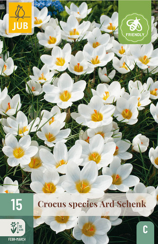 X 15 CROCUS ARD SCHENK