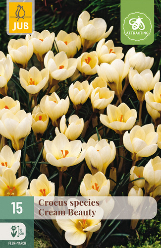 X 15 CROCUS CREAM BEAUTY