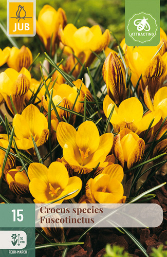 X 15 CROCUS FUSCOTINCTUS