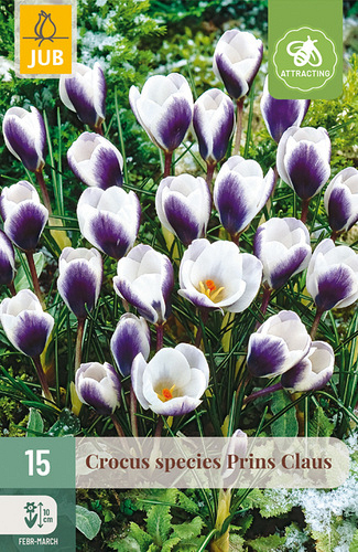 X 15 CROCUS PRINS CLAUS