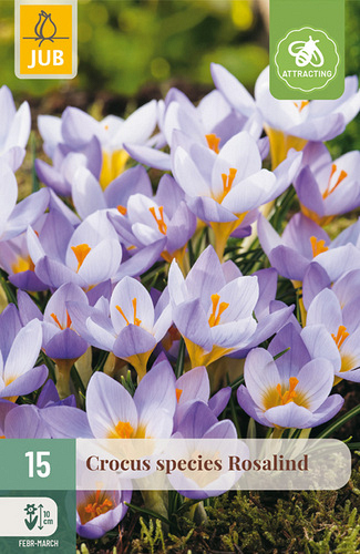 X 15 CROCUS ROSALIND