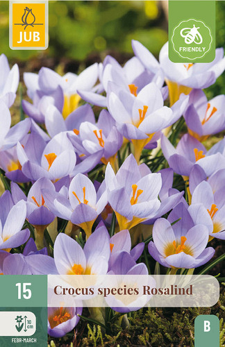X 15 CROCUS ROSALIND