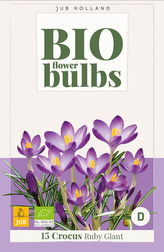 X 15 CROCUS TOMMASINIANUS RUBY GIANT - BIO
