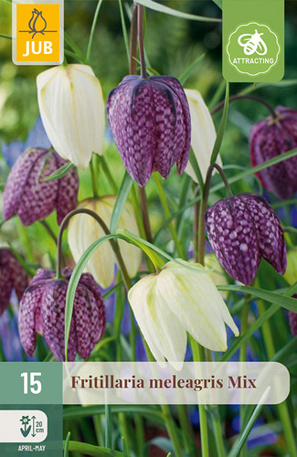 X 15 FRITILLARIA MELEAGRIS  MIX