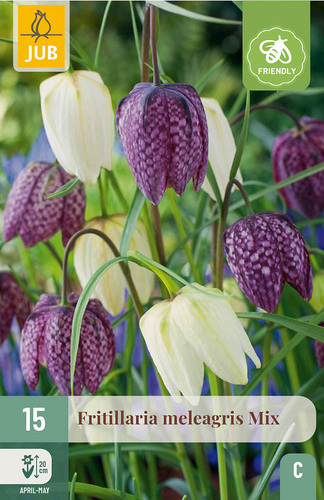 X 15 FRITILLARIA MELEAGRIS  MIX