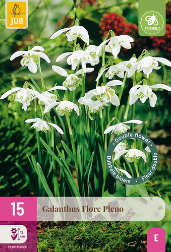 X 15 GALANTHUS FLORE PLENO