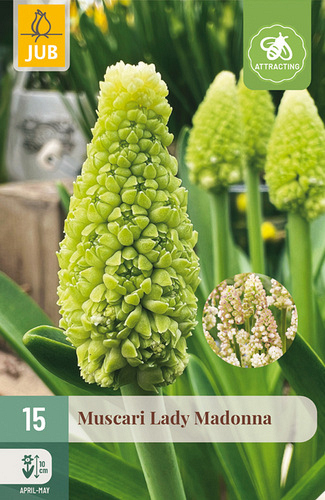 X 15 MUSCARI LADY MADONNA