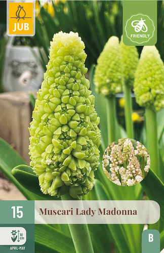 X 15 MUSCARI LADY MADONNA