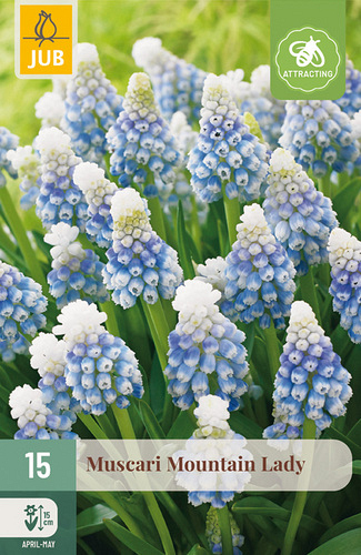 X 15 MUSCARI MOUNTAIN LADY