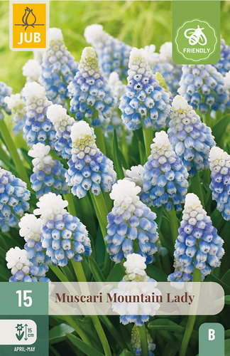 X 15 MUSCARI MOUNTAIN LADY