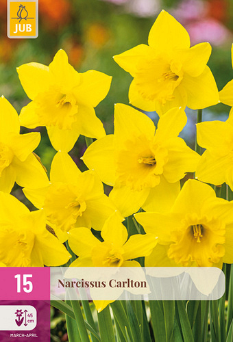 X 15 NARCISSUS CARLTON