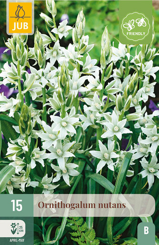 X 15 ORNITHOGALUM NUTANS