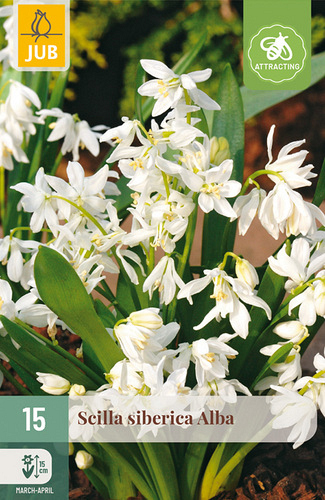 X 15 SCILLA SIBERICA ALBA