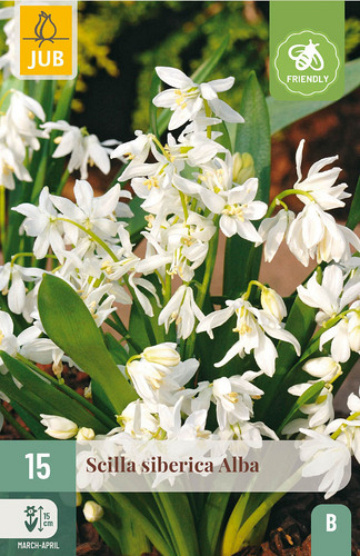 X 15 SCILLA SIBERICA ALBA