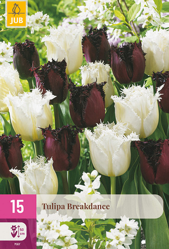 X 15 TULIPA BREAKDANCE
