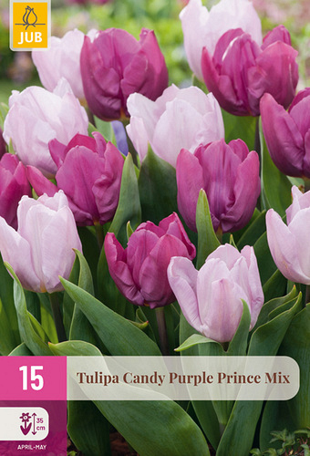 X 15 TULIPA CANDY PURPLE PRINCE MIX