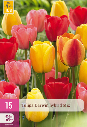 X 15 TULIPA DARWIN HYBRIDE MIX