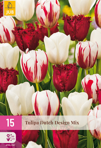 X 15 TULIPA DUTCH DESIGN MIX