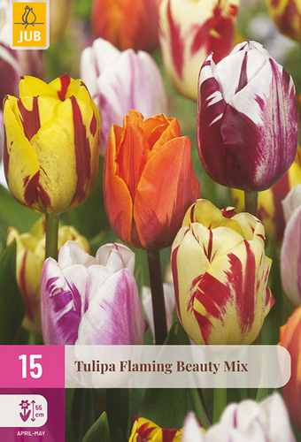 X 15 TULIPA FLAMING BEAUTY MIX