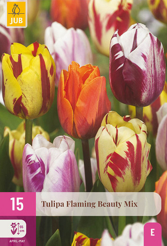 X 15 TULIPA FLAMING BEAUTY MIX