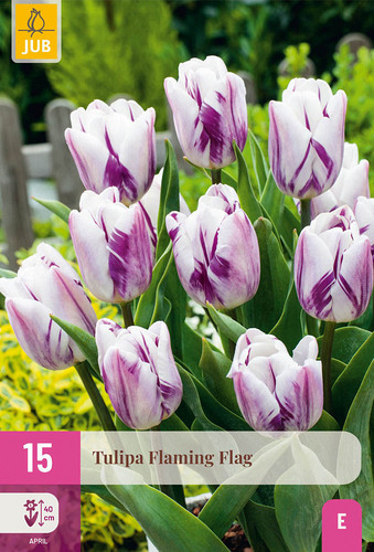 X 15 TULIPA FLAMING FLAG