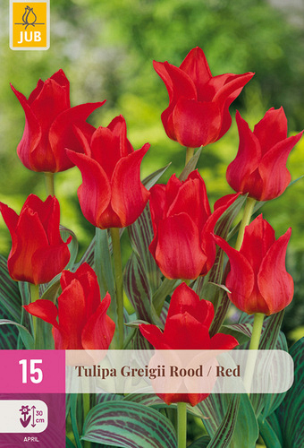 X 15 TULIPA GREIGII ROOD