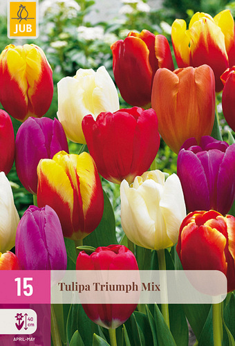 X 15 TULIPA TRIUMPH MIX