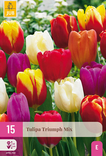 X 15 TULIPA TRIUMPH MIX
