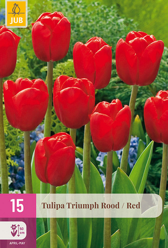 X 15 TULIPA TRIUMPH ROOD