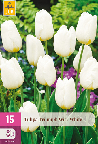 X 15 TULIPA TRIUMPH WIT