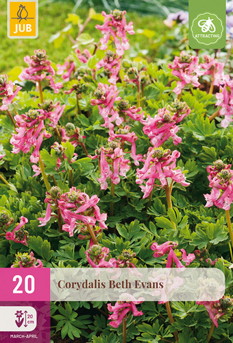 X 20 CORYDALIS BETH EVANS