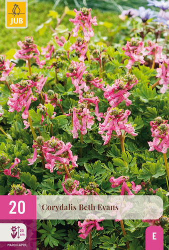 X 20 CORYDALIS BETH EVANS