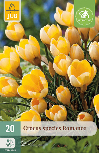 X 20 CROCUS ROMANCE
