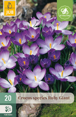 X 20 CROCUS RUBY GIANT