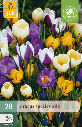X 20 CROCUS SPECIES MIX