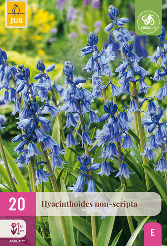 X 20 HYACINTHOIDES NON-SCRIPTA