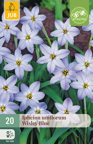 X 20 IPHEION UNIFLORUM WISLEY BLUE