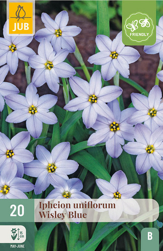 X 20 IPHEION UNIFLORUM WISLEY BLUE