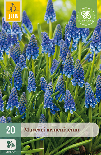 X 20 MUSCARI ARMENIACUM