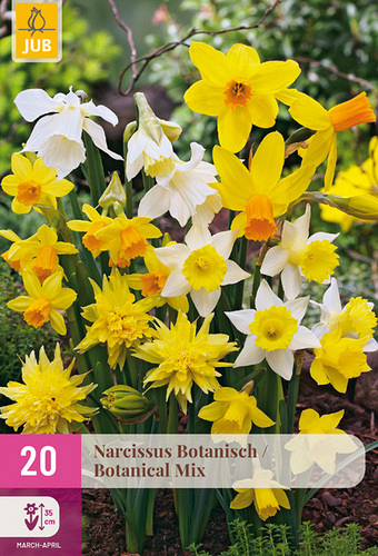 X 20 NARCISSUS BOTANISCH MIX