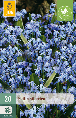 X 20 SCILLA SIBERICA